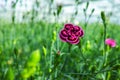 ÃÂ¡ultivation of Dianthus caryophyllus, theÃÂ carnation flowering